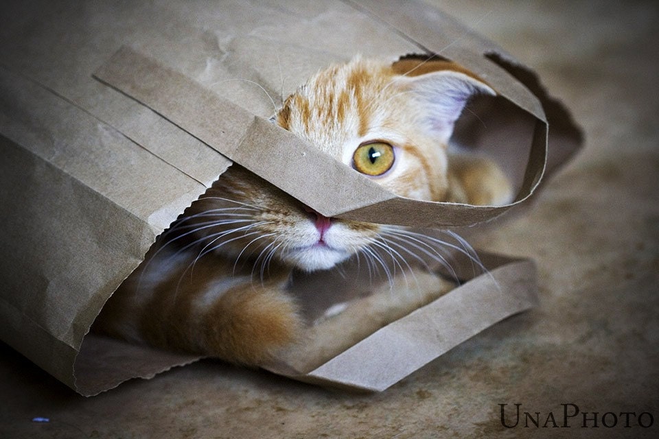 Hello there Kitty - 8x10 Fine Art Photograph
