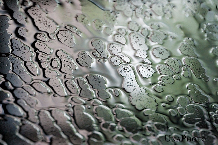 Spring rain - 8x10 Fine Art Photograph