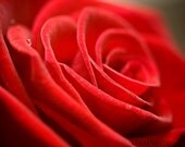 Red - 8x10 Fine Art Photograph