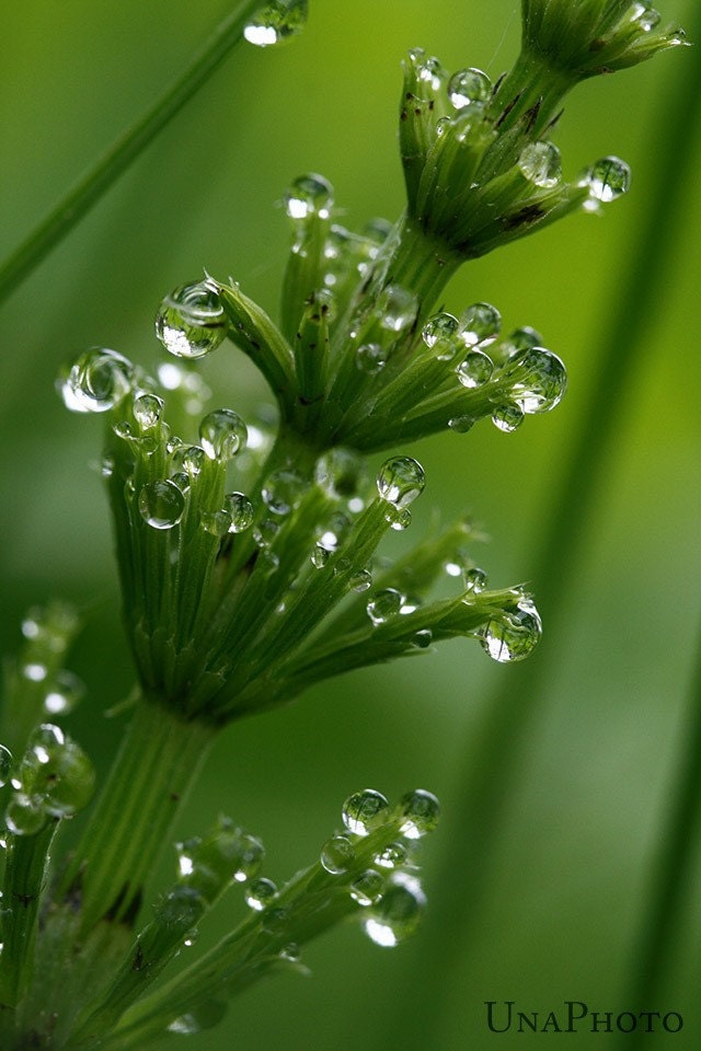 Morning Dew Bubbles  - 8x10 Fine Art Photograph