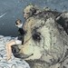 Bear Rock // A4 Print