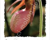 inspirational photo art - pink lady slipper - beautiful