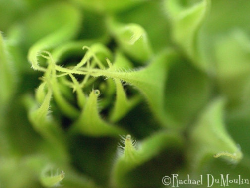 photograph - 5x7, matted, green, sunflower, macro, lustre print