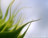 photograph - 5x7, matted, green, blue, sunflower, macro, lustre print