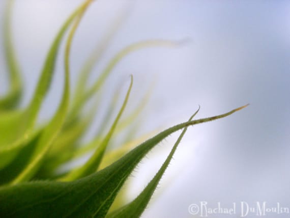 photograph - 5x7, matted, green, blue, sunflower, macro, lustre print