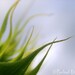 photograph - 5x7, matted, green, blue, sunflower, macro, lustre print