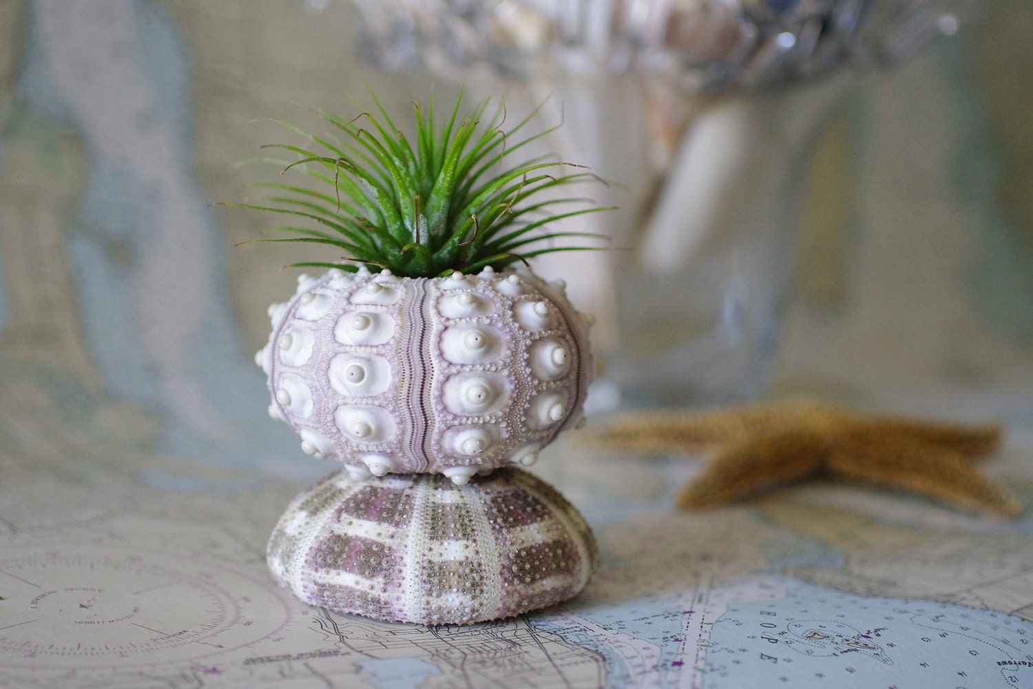 Beach Decor Double Sea Urchins and Air Plant