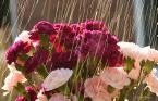 Vegan Friendly Natural Laundry Soap- SPRING RAIN- 50 to 100 Loads-Excellent for sensitive skin-Perfect for the Whole Family
