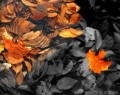 RIPPLE orange yellow gold fall colored autumn leaves black and white artist signed Fine Art New England Travel Photography print 8x10