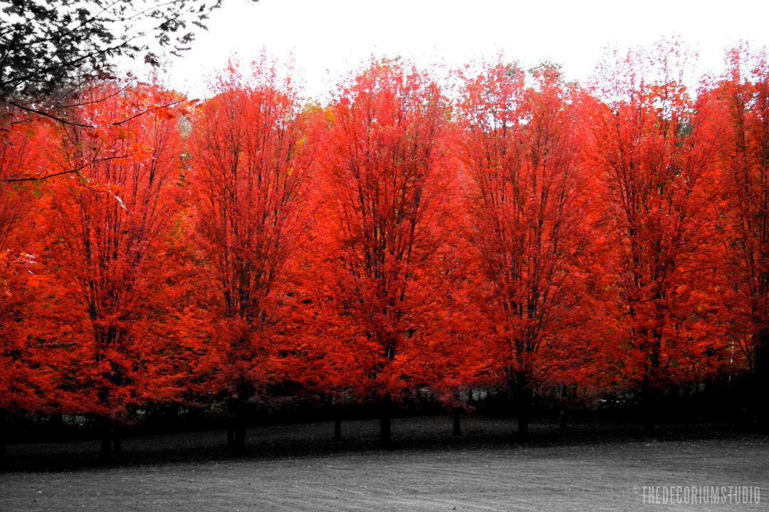 CHERRY LANE autumn fall foliage gothic serene artist signed black white and red New England Fine Art Travel Photography print 11x17