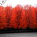 CHERRY LANE autumn fall foliage gothic serene artist signed black white and red New England Fine Art Travel Photography print 11x17