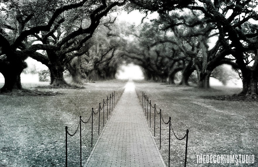 OAK ALLEY fine art hauntingly gothic Autumn Travel Photography print in blue grey and green of New Orleans plantation 11x17