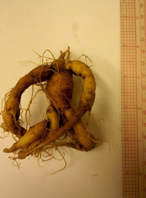 1000 images about mandrake other roots on pinterest 1000 images about mandrake other roots on pinterest