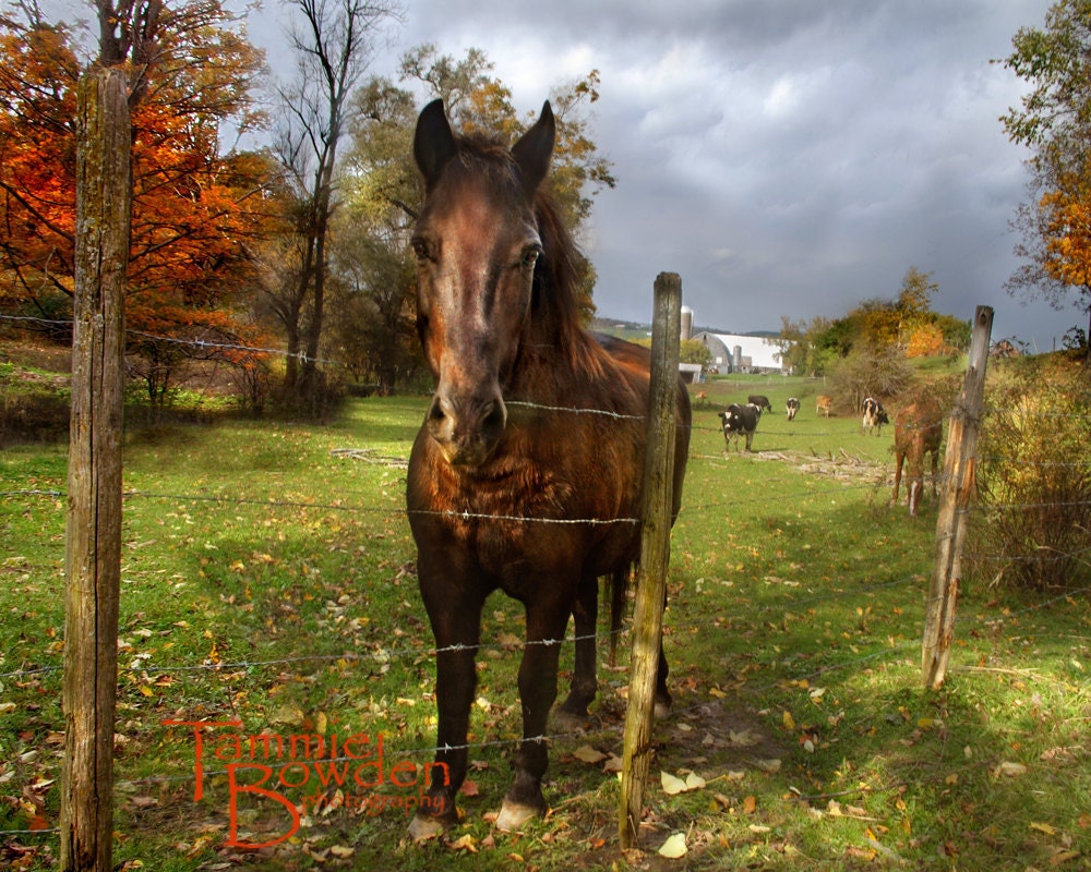 Horse in the Pasture - Original Photograph 8x10 - Autumn Fall Home Decor Brown Farm Rustic