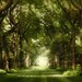 Follow the Light - Magical Whimsical Wooded Path Enchanted Forest Original Photograph 8x10
