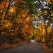 Autumn Drive - Original Photograph 8x10 - Winding Road Fall Foliage Natural Colors Home Decor