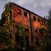 Meet Me at the Apartment - Original Photograph 8x10 - Abandoned Red Brick Building Empty Overgrown Creepy Cool Home Decor Wall Art