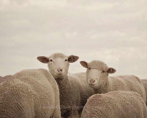 SALE 50% OFF - Sheep Photography - Smiling Sheep - Neutral grey and beige - Home Decor - Baby Nursery - Fine Art Photo 8x10
