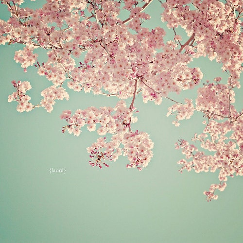 SALE 50% Off - Cherry Blossom Tree, Nature Photography,  Baby Nursery, Home Decor, Fine Art Photography 8x8 inches - "Serendipity"