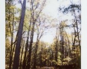 8 x 10 inch print of fall landscape - instant film