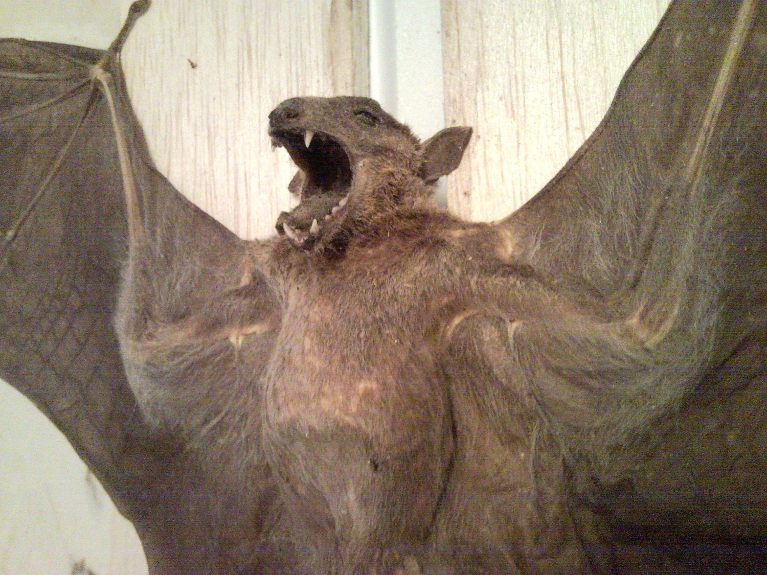 Wolf Bat