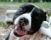 Puppy Dog Says, "You're Pretty" 5x7 Photo With 8x10 Mat