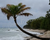 Stormy Frederiksted (St. Croix) 5x7 Photo With 8x10 Mat