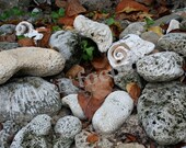 Seashell Swirl - 5x7 Photo With 8x10 Mat