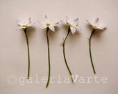 4 - flowers - fine art photography