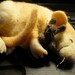 Adoreable Rat Sleeping with his Little Bunny, Needle Felted, Felting OOAK