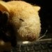 Adoreable Rat Sleeping with his Little Bunny, Needle Felted, Felting OOAK