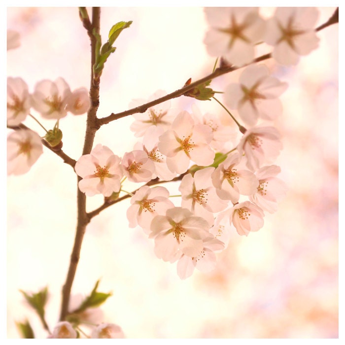 Think Pink