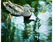 Camouflaged Canard