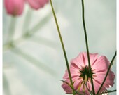 Pretty In Pink
