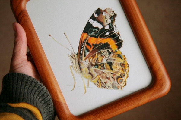 Butterfly Original Illustration- Teetoo