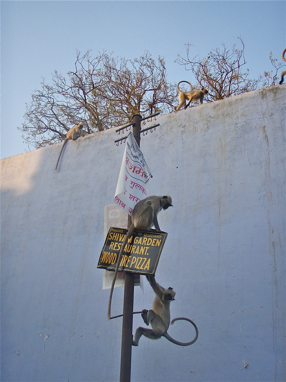 Hold Fast - Indian Monkeys Card