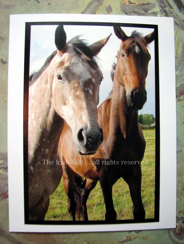 Galway Horses ...Irish Photo Card