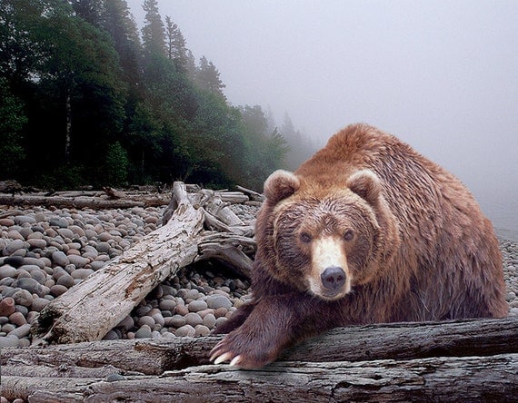 Some Days You Eat the Bear, Some Days the Bear Eats You A Fine Art Wall Decor Photograph