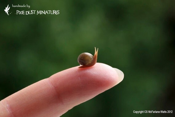 Brown Garden Snail - GARDEN RANGE