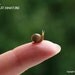 Brown Garden Snail - GARDEN RANGE