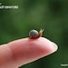 Zebra Snail - GARDEN RANGE