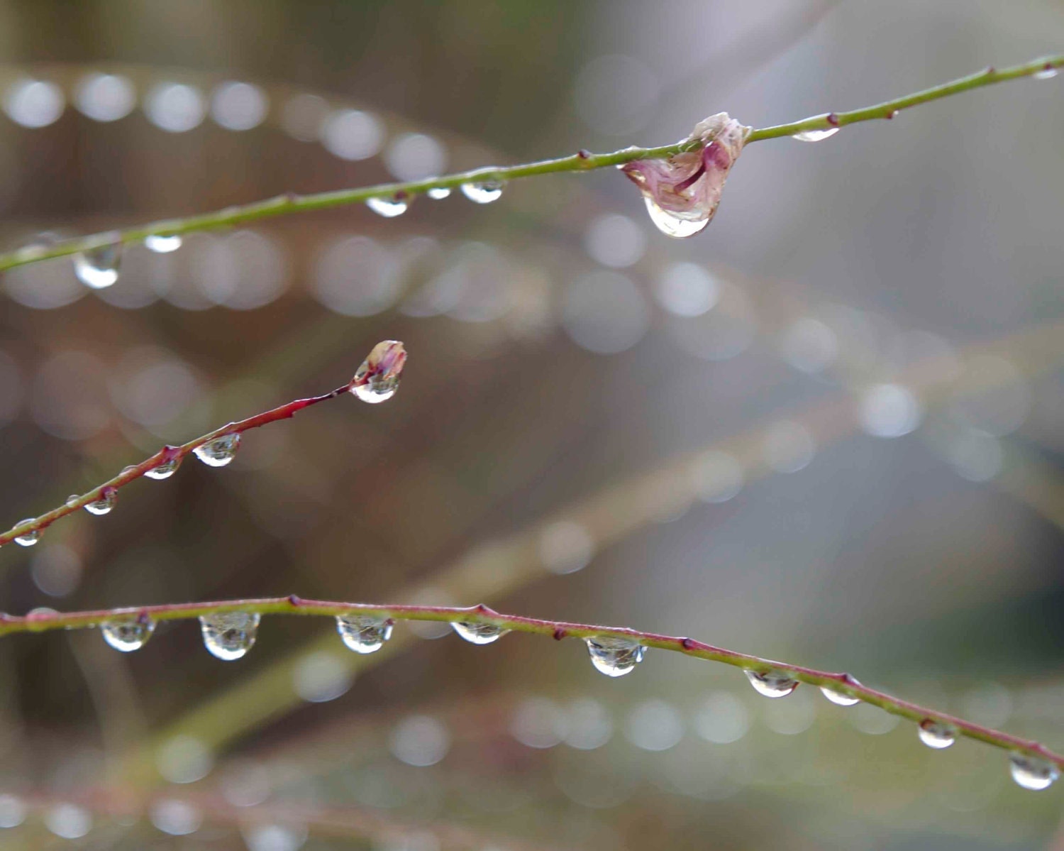 Nature Photography Photo Photograph, Soft Gentle Pale Pastel Pink Green Sage Home Decor Nursery Print Raindrop Rain Dew Drop Magical