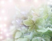 Dreamy Photograph Photo Photography Feminine Romantic Fantasy Sage Green Silver Spring Cottage Shabby Chic Hydrangea Flower Lime Pastel Pink