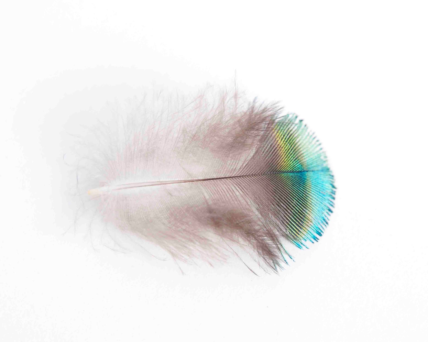 Peacock Feather Photo Photograph Photography Silver Gray Teal Turquoise Blue Simple Minimalist Gentle Baby Nursery Wall Art Soft Gentle