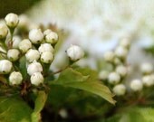 Bokeh Buds - 4 X 6 - Signed Fine Art Photograph - Lush green, white floral, spring, nature, vacation home, light