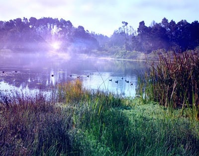 Where I Live - Photograph Photography - Peaceful Tranquil Pond - Jewel Tones - Mist Calm Sunrise Daybreak - Teal Purple Emerald