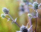 Thistles - Photography Photograph - Purple Thistle Flower - Green - Wildflower Garden Wild Weed - Lavender, Acid, Brown