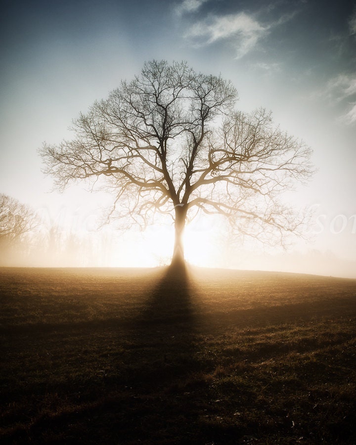 Morning Sunrise Tree with Fog Landscape Photo 8x10