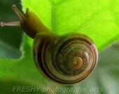 Snail Buddy - 8x10 Photographic Art Print