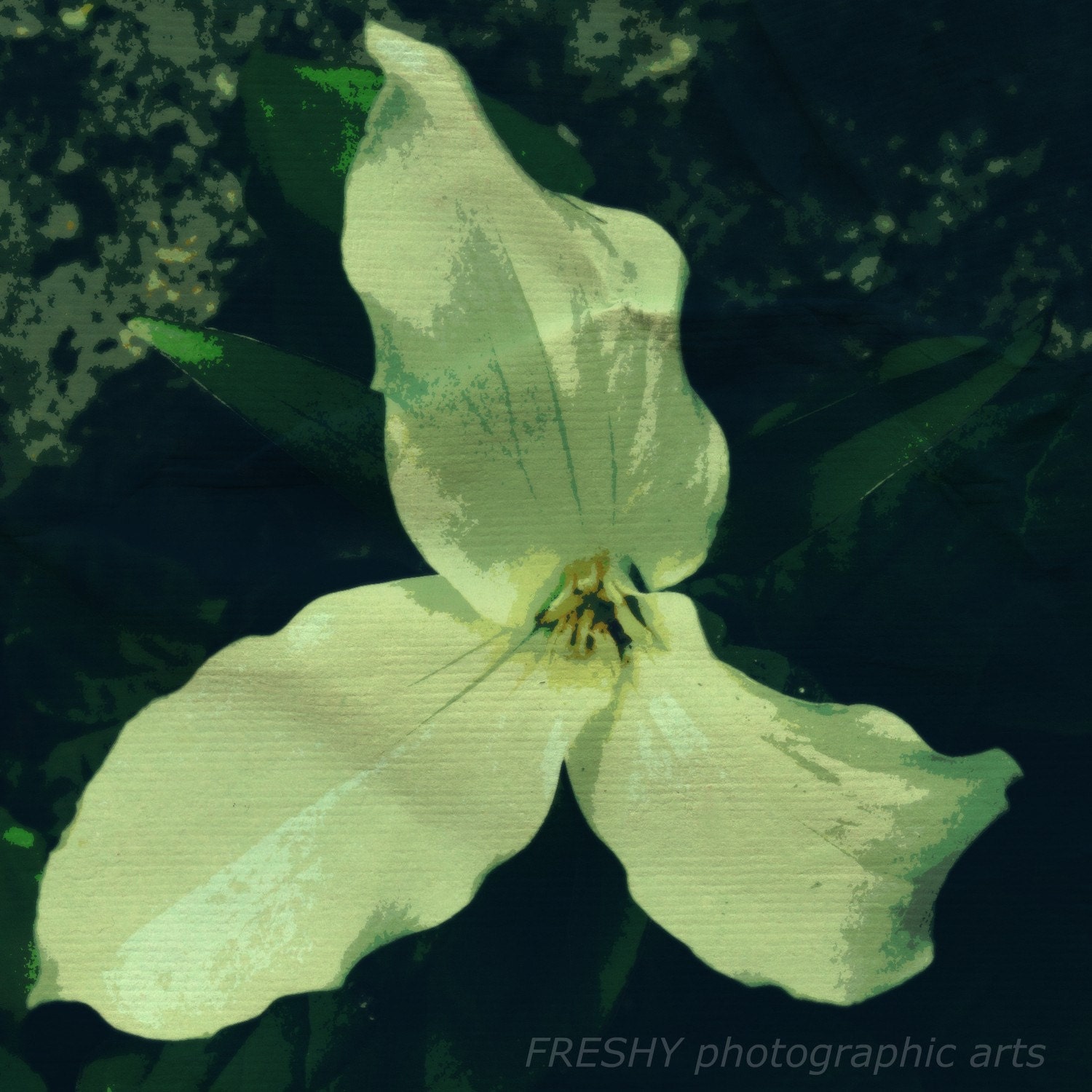 Trillium - 4x4 Photographic Art Print